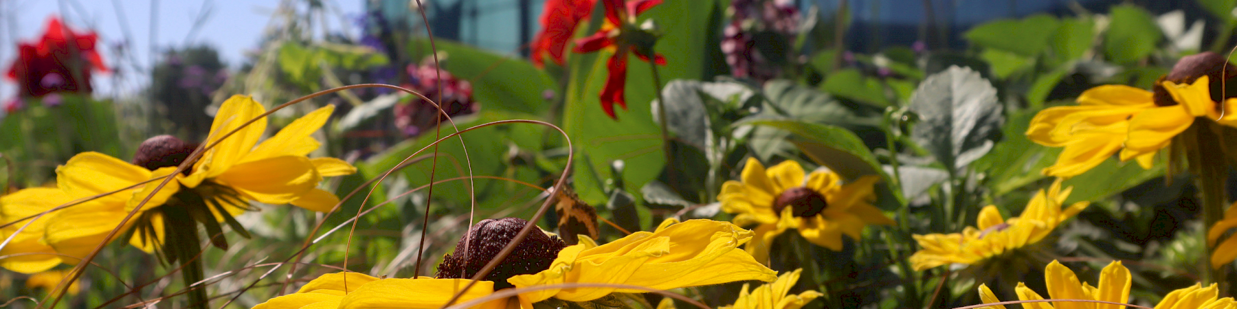Senioriliitto lausui lahjoitusten verovähennysoikeudesta