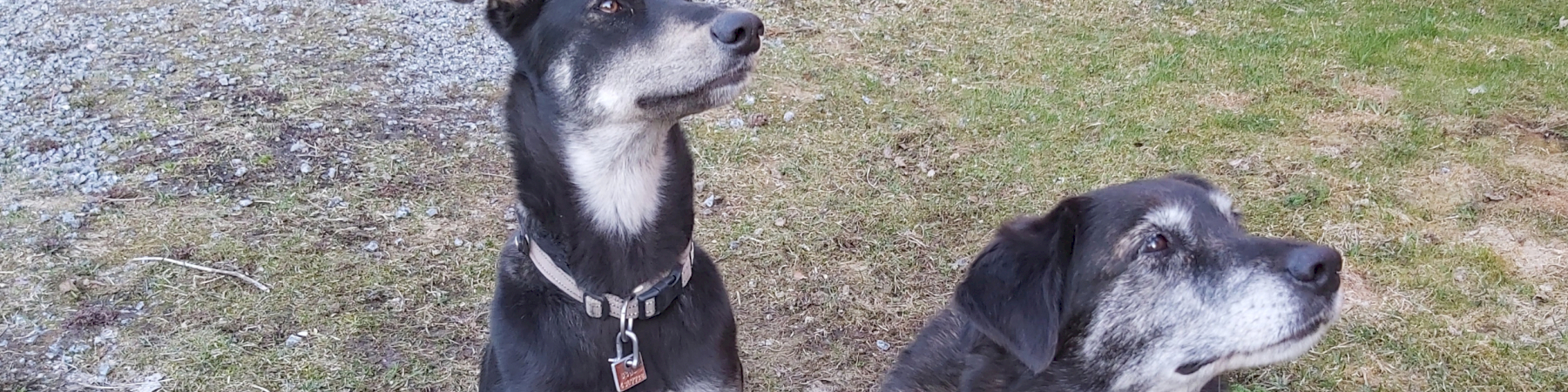 Rakas seuralainen, aina! – Lue, mitä koirat Misti, Nera, Boris, Vili ja Teppo ovat tuoneet seniorin elämään