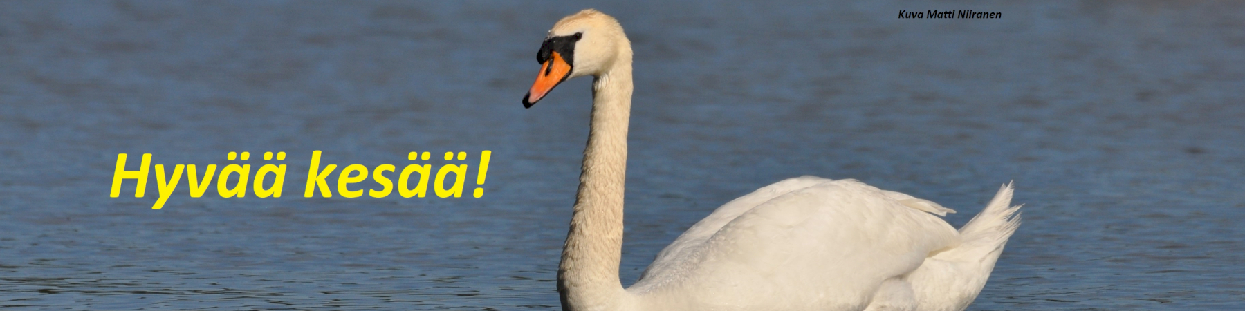 Kesäviesti senioriliiton toiminnanjohtajalta